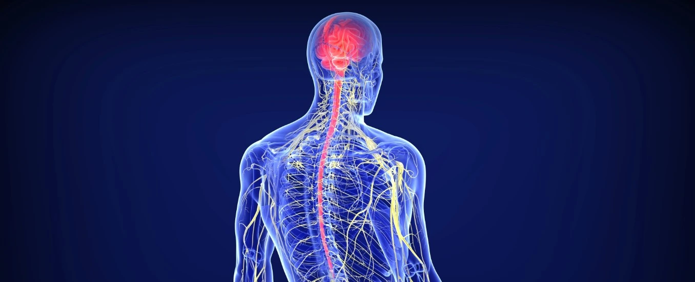 how nerves work together for health and how to nourish  them 